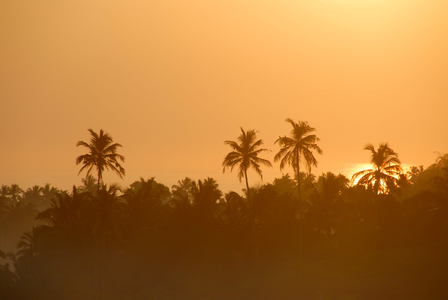 Sunrise above coconut trees; Talalla at Dondra; Indian Ocean; Ceylon; Sri Lanka; South Asia; Asia