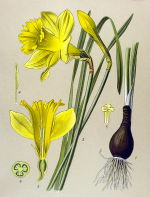 Botanical board Venenous plant (toxic): yellow narcissus (Narcissus pseudonarcissus)