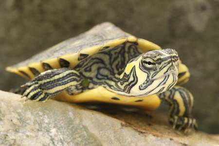 Tortoise (Trachemys scripta scripta) Florida turtle