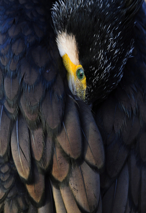 Bird: Cormorant (Phalacrocorax carbo)