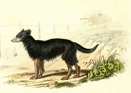 Shepherd's dog, Canis lupus familiaris (Lupoidea). Natural History of Buffon. Engraving 1856