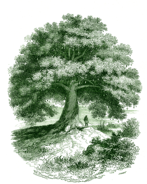 Le Baobab (Sterculia) - Adansonia, 1855 - Natural History of Vegetable Families and Principal Species - by Emmanuel Le Maout -