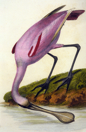 Natural science board representing a pink spatula. 19th century engraving.