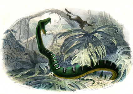 Le Bojobi (Boa Canina) - Plate from Natural History by Bernard Germain de Lacepede (1856-1925), edition P.Furme, Paris, 1857