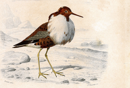 Animal board: Ordinary fighter (Machetes pugnax). Echassiers longirostres - in “” Dictionnaire universel d'Histoire naturelle”” by M. Charles D'Orbigny, 1841-1849.