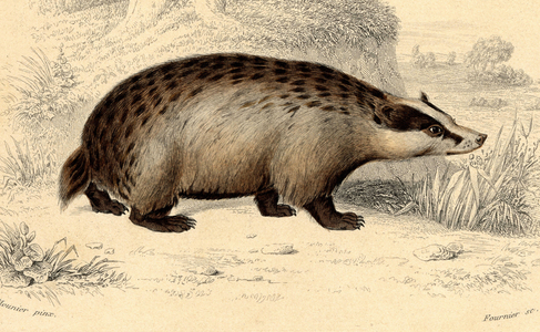 Common badger (Ursus meles). In “Dictionnaire universel d'Histoire naturelle” by Mr. Charles D'Orbigny, 1841-1849.