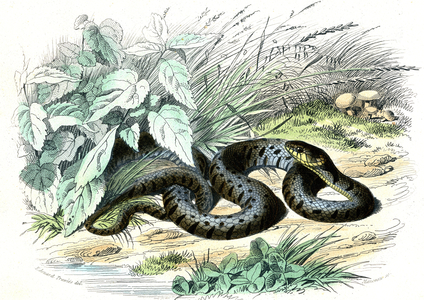 Snake (Coluber Torquatus) - Plate from Natural History by Bernard Germain de Lacepede (1856-1925), edition P.Furme, Paris, 1857