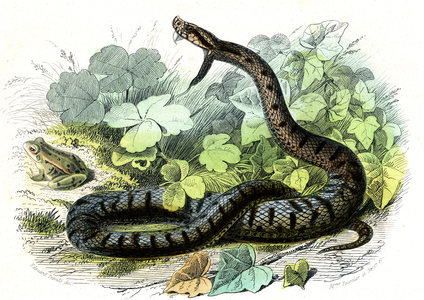 Vipere commune (Vipera Vulgaris) - Plate from Natural History by Bernard Germain de Lacepede (1856-1925), edition P.Furme, Paris, 1857