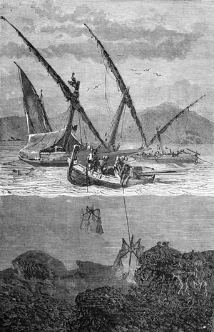 Coral fishing in the Mediterranee. Engraving 1897