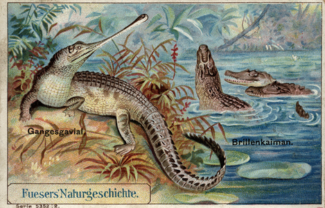Ganges gavial and jacara for the coffee brand Fuesers (chromo)