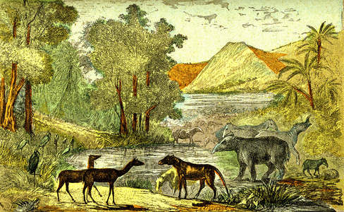 Prehistory- Eocene period: From right to left: Paloeotherium, Anoplotherium, Xiphodonts and the birds Tantalus. Natural creation and living beings. Drawing A. Demarle. 1885