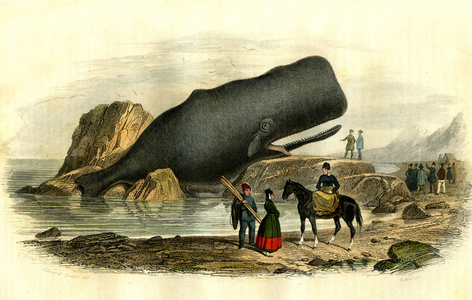 Cylinder Physale (Physeter cylindricus) (sperm whale) - Plate extracted from Natural History by Bernard Germain de Lacepede (1856-1925), edition P.Furme, Paris, 1857