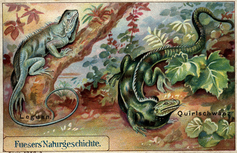 Iguana for the coffee brand Fuesers (chromo)