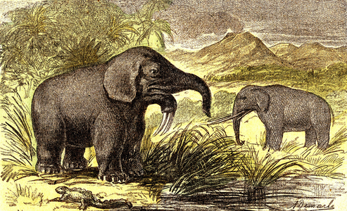 Prehistory-Miocene Period: From right to left: the Dinotherum and the Mastodonte. Natural Creation and living beings. Drawing by A. Demarle. 1885
