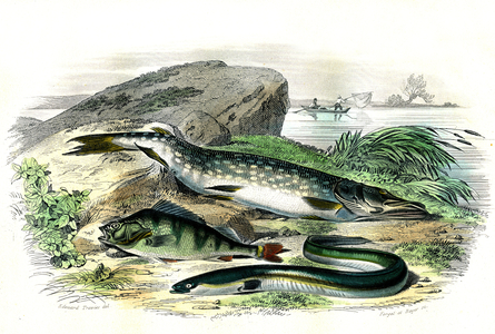 The pike (Esox Lucius), the eel (Anguilla Anguilla), the perch (Perca Fluviatilis) - Plate extracted from Natural History by Bernard Germain de Lacepede (1856-1925), edition P.Furme, Paris, 1857