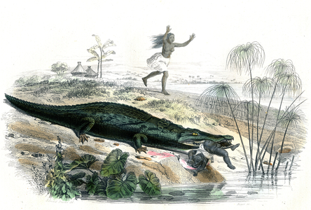 A Crocodile Snatches a Child from an African Village (etching)