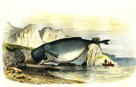 Sperm whale (Physeter macrocephalus) - Planche extracted from Histoire Naturelle by Bernard Germain de Lacepede (1856-1925), edition P.Furme, Paris, 1857