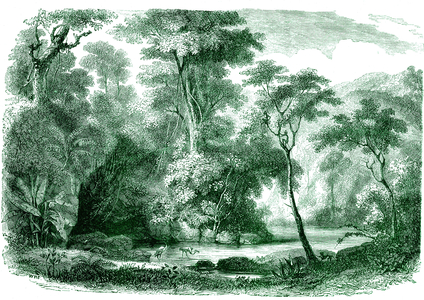 Virgin forest of South America. Engraving 1855