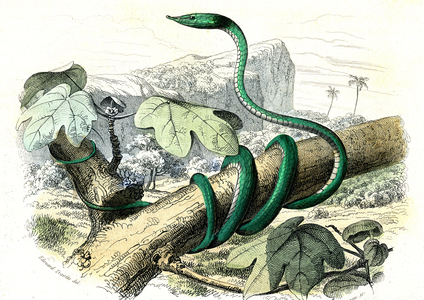 La nasique (Coluber Nasutus) - Plate from Natural History by Bernard Germain de Lacepede (1856-1925), edition P.Furme, Paris, 1857 (engraving)