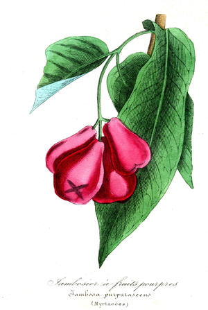 Purple fruit jambosier (Myrtacees) - Jambosa purpurascens, 1855 - Natural History of Plant Families and Principal Species - by Emmanuel Le Maout -