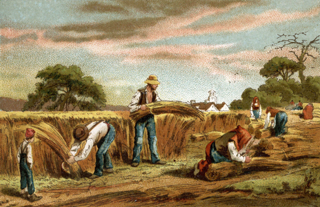 Harvest: peasants make up the bales of hay.