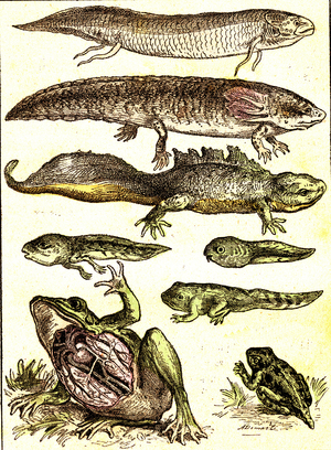 Transition from Fish to Amphibians: Natural Creation and Living Beings (J. Rengade) Drawing A. Demarle. 1885