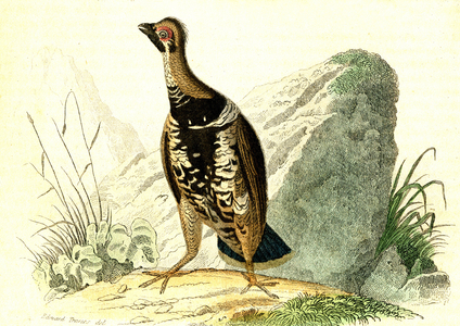 Gelinotte of Canada, Tetrao Canadensis (Natural History of Buffon). engraving 1856