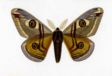Papillon Attacus Peine de Nuit, (ATTACUS PAVONIA MINOR) lepidoptere In “” Dictionnaire universel d'Histoire naturelle”” by Mr. Charles D'Orbigny, 1841-1849.