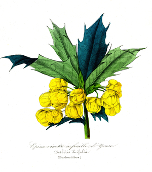 Yeuse leaf spine (Berberidees) - Berberis ilicifolia, 1855 - Natural History of Plant Families and Principal Species - by Emmanuel Le Maout -