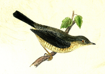 Fauvette eperviere - Sylvia nisoria (Barred warbler), 1886 (engraving)