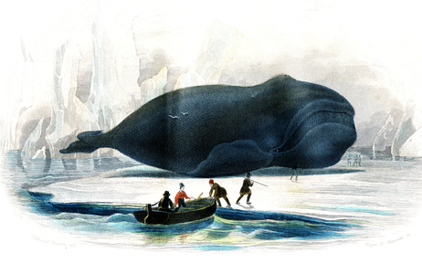 La Baleine (Balena Mysticetus) - Plate from Natural History by Bernard Germain de Lacepede (1856-1925), edition P.Furme, Paris, 1857