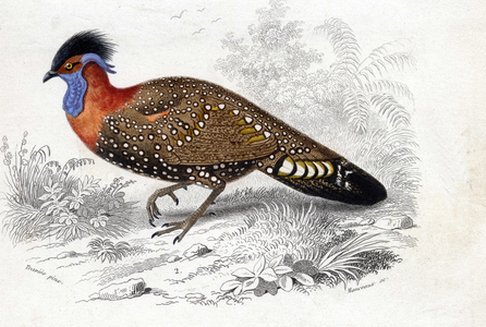 Gallinaces: Tragopan de Hastings, (Tragopan Hastingsii) - in “” Dictionnaire universel d'Histoire naturelle”” by M. Charles D'Orbigny 1841-1849.