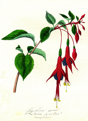 Fuchsia grele (Onagrariees) - Fuchsia gracillis (Botanical), 1855 - Emmanuel Le Maout - Organography and Taxonomy - Natural History of Plant Families and Principal Species -