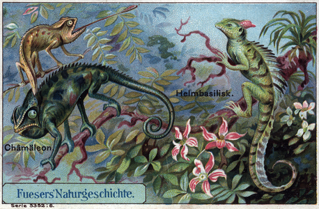 Cameleon and common basil, for the brand Fuesers (chromo)