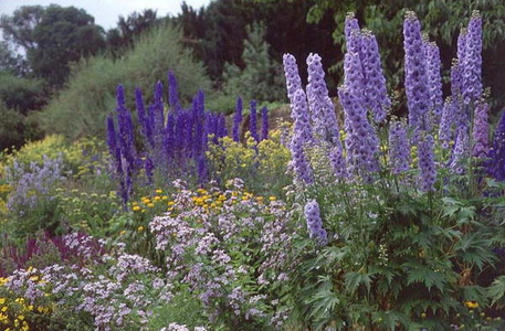 Delphiniums: Clare College Garden (photo)