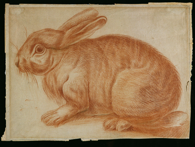 A Rabbit, c.1600 (red chalk on paper)