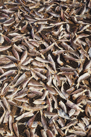 Myanmar - Burma: Ngapali, village on the Indian Ocean. Rakhine State. Gulf of Bengal. Sun-drenched fish on keys