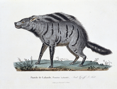Natural History Plate: Zoological board representing the Protele de Lalande, Proteles Lalandii - in “” Completely Works of Buffon”” by naturalist Georges Louis Leclerc, Count of Buffon (1707 - 1788). Engraving from 1837.