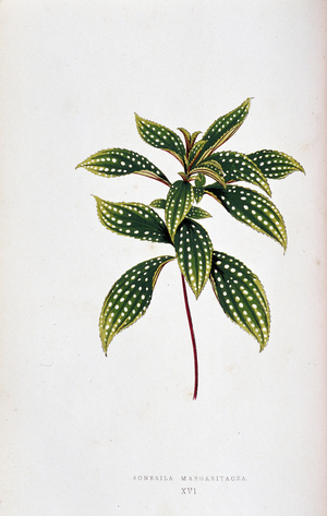 Leaf of Sonerila margaritacea. Botanical board in “” Plants with colorful foliage. Collection of the most remarkable species used to decorate gardens, greenhouses and apartments, by Edward Joseph Lowe and W. Howard, members of the London Horticulture Society. Translated from English by M.J. Rothschild, with the help of several horticulturists. Illustrated work of 60 coloured engravings (pink paper snakes) and 46 wood engravings. Original French edition. Paris, Rothschild 1865.”