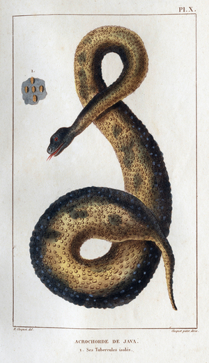 Acrochorde de Java. Ses tubercules isolees.""Faune des Medecins ou histoire des animaux et de leurs produits par Hippolyte Cloquet"" -  Tome 6 - 1825.