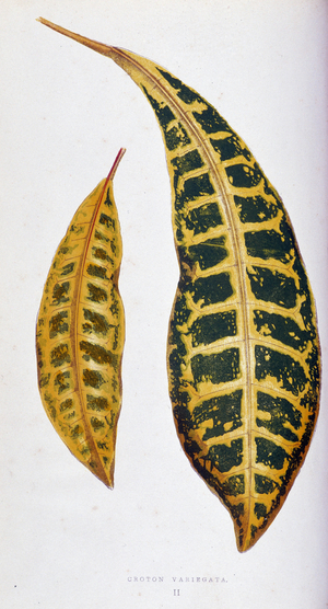 Croton leaf variegata. Botanical board in “” Plants with colorful foliage. Collection of the most remarkable species used to decorate gardens, greenhouses and apartments, by Edward Joseph Lowe and W. Howard, members of the London Horticulture Society. Translated from English by M.J. Rothschild, with the help of several horticulturists. Illustrated work of 60 coloured engravings (pink paper snakes) and 46 wood engravings. Original French edition. Paris, Rothschild 1865.”