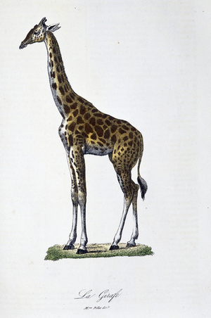 Natural History Plate: Zoological chart representing the giraffe - in “” Completes of Buffon”” by naturalist Georges Louis Leclerc, Count of Buffon (1707 - 1788). Engraving from 1837.