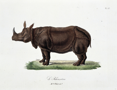 Natural History Plate: Zoological board representing Le Rhinoceros - in “” Completes of Buffon”” by naturalist Georges Louis Leclerc, Count of Buffon (1707 - 1788). Engraving from 1837.