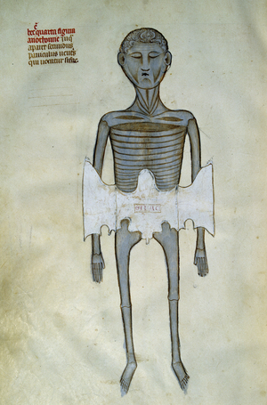 Anatomy and surgical board representing a bark, manuscript 'Liber notabilium Philippi septimi francorum regis, a libris Galieni extractus', 1345 (miniature)