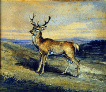 The deer, 19th century (watercolour and gouache)