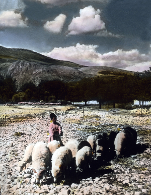 Romania, Shepherd boy with flock of sheep, image date: circa 1920. Carl Simon Archive