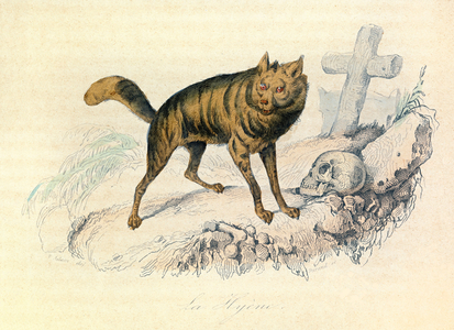 Illustration from the book "Complete Works of Buffon": Les Quadrupedes: La hyene (engraving)