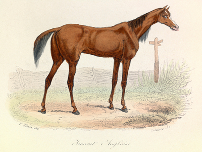 Illustration from the book "Complete Works of Buffon": Les animaux: Mare Anglaise (engraving)
