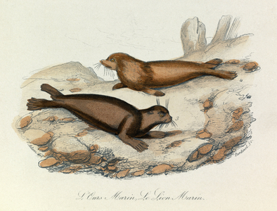 Marine bear and lion classified by Linneene nomenclature and Cuvier's classification (engraving)