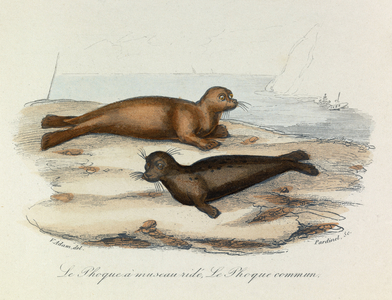 Illustration from the book "Complete Works of Buffon": Les Quadrupedes: Le seal a snout ride et le seal (engraving)